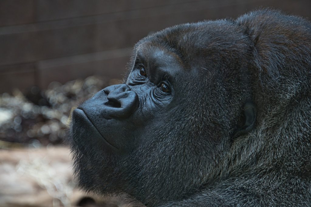 Zoo Heidelberg